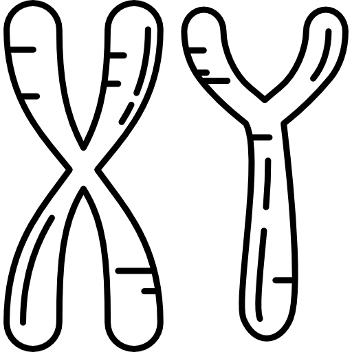 cromosomas masculinos Hand Drawn Black icono