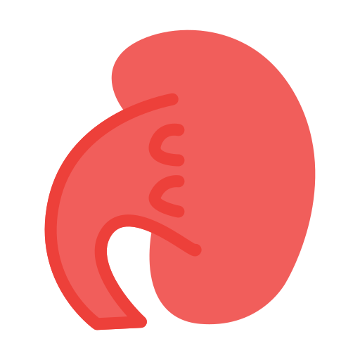 Kidney Vector Stall Flat icon