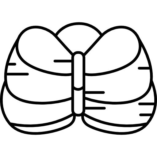 cerebelo humano Hand Drawn Black icono