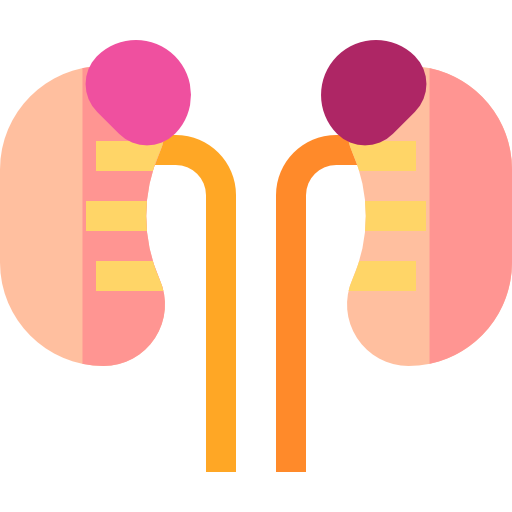 腎臓 Basic Straight Flat icon