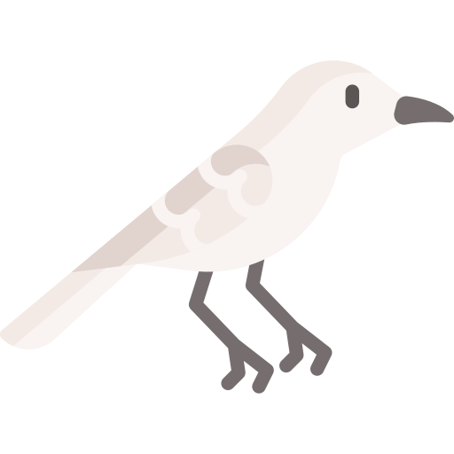 Northern mockingbird Special Flat icon