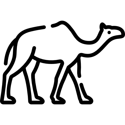 낙타 Special Lineal icon
