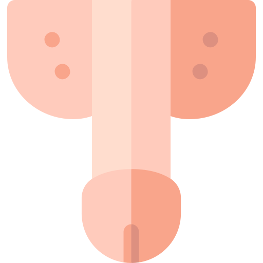 Penis Basic Rounded Flat icon
