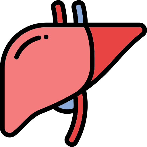 Liver Generic Outline Color icon