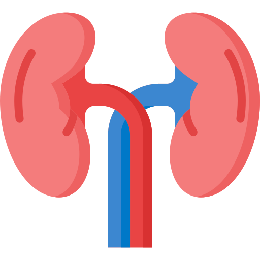 Kidneys Generic Flat icon