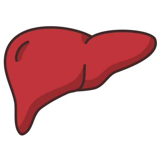 Liver organ Generic Outline Color icon