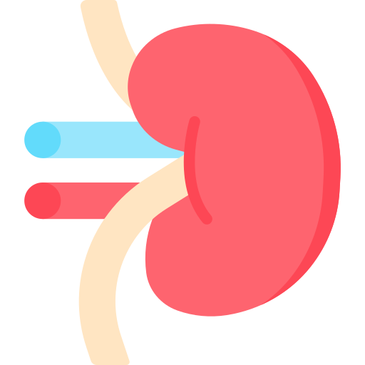 Kidney Special Flat icon