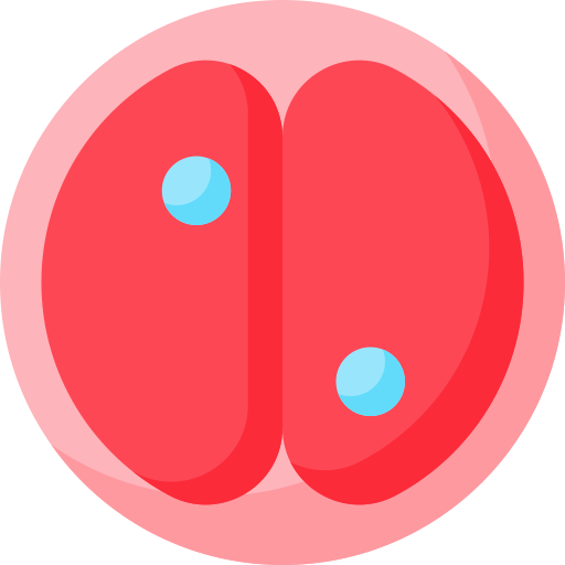 Zygote Special Flat icon