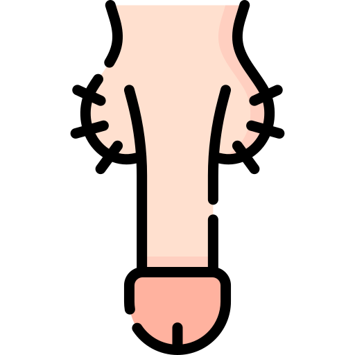 Penis Special Lineal color icon