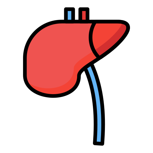 Liver Generic Outline Color icon