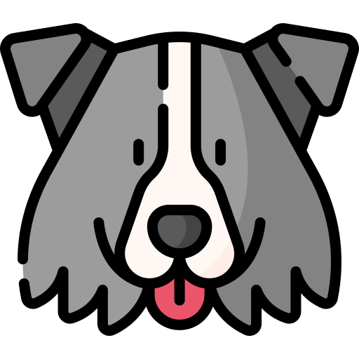 Border Collie Special Lineal color icon