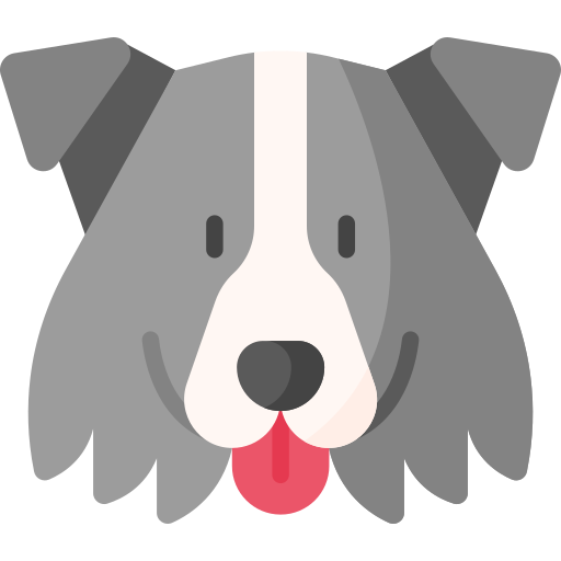 border collie Special Flat ikona