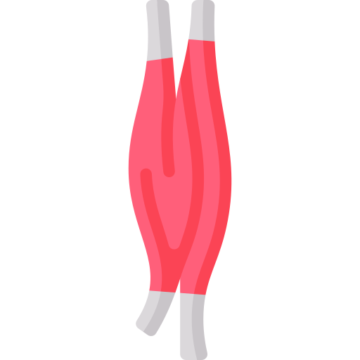 bíceps braquial Special Flat icono