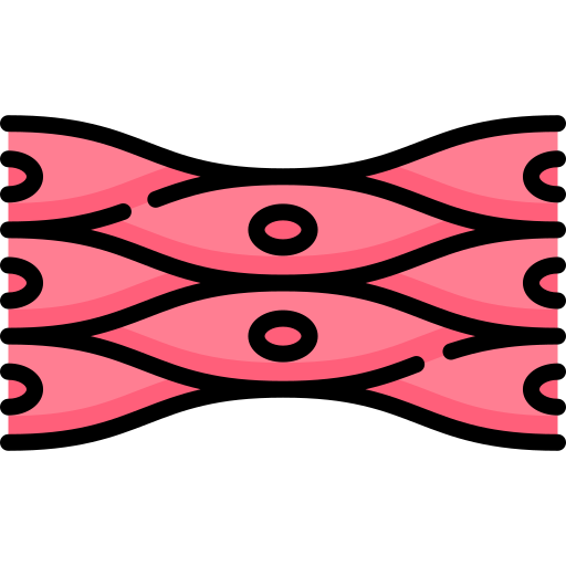 근육 세포 Special Lineal color icon