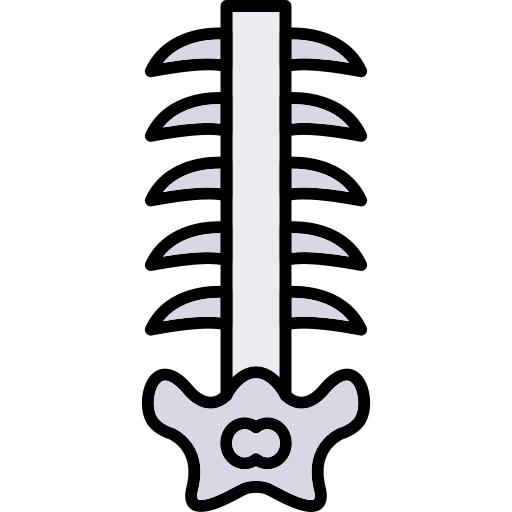 Columna vertebral Generic color lineal-color icono