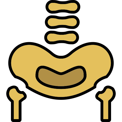 Pelvic bone Generic color lineal-color icon