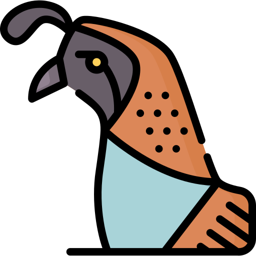 Quail Special Lineal color icon