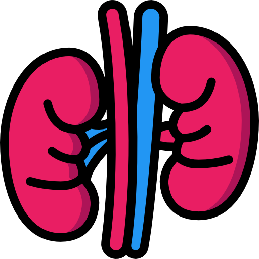 Kidney Basic Miscellany Lineal Color icon