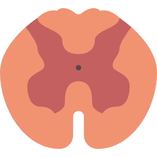 médula espinal Basic Miscellany Flat icono