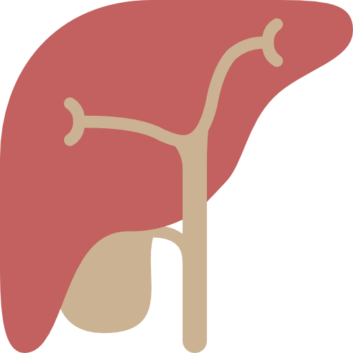 肝臓 Basic Miscellany Flat icon