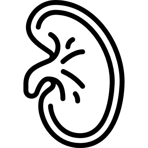 riñón Basic Miscellany Lineal icono