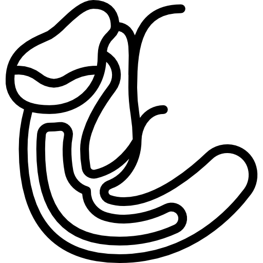 cistifellea Basic Miscellany Lineal icona