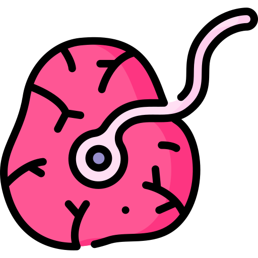 placenta Special Lineal color icono
