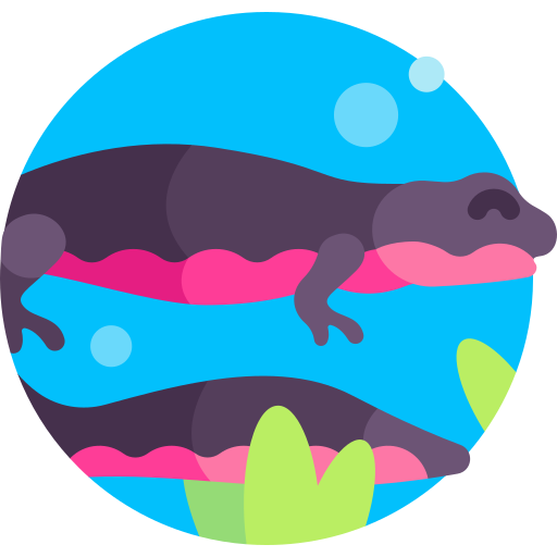 vuurbuiksalamander Detailed Flat Circular Flat icoon