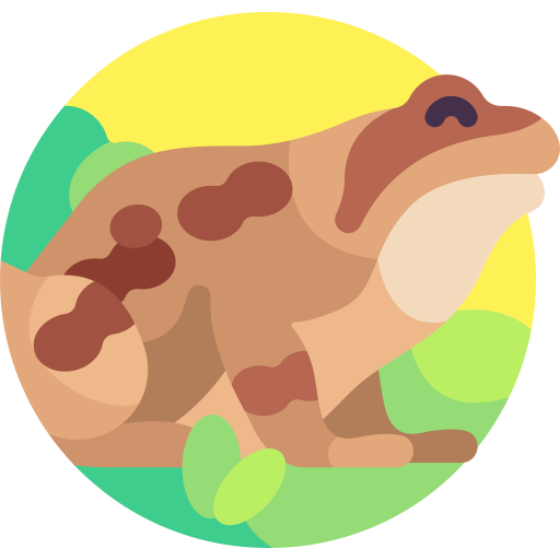 Common frog Detailed Flat Circular Flat icon