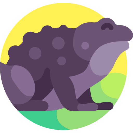 Black toad Detailed Flat Circular Flat icon