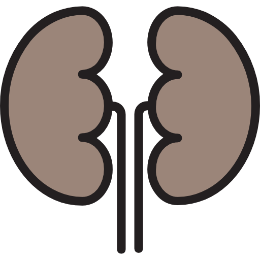 Kidneys srip Lineal Color icon