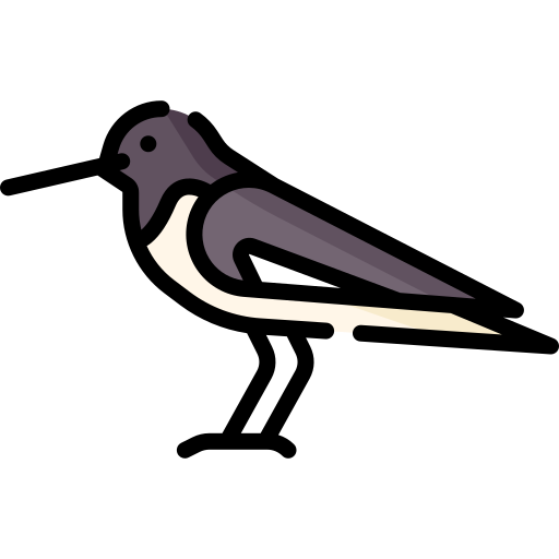 Oystercatcher Special Lineal color icon