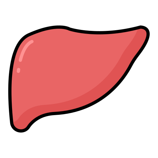 fígado Generic color lineal-color Ícone